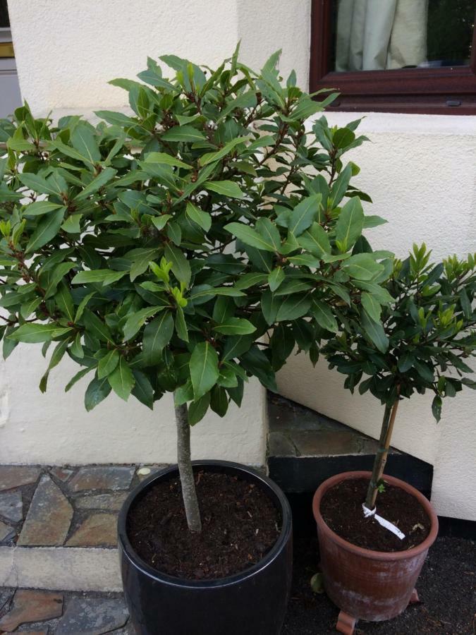 Baytree B&B 查尔斯敦 外观 照片